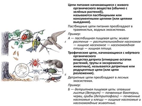 Экологическая роль ясеня в природных экосистемах Российской Федерации