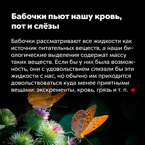 Эмоциональная восприимчивость бабочек: возможность грусти как феромона