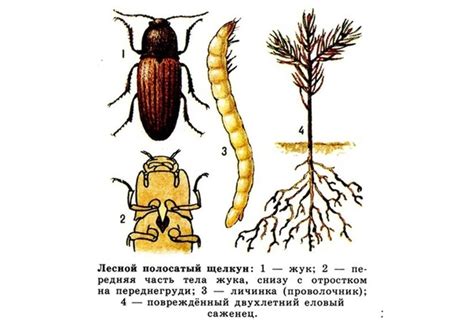 Эффективные методы борьбы с нарушением покрова осенью: успешные стратегии восстановления растений