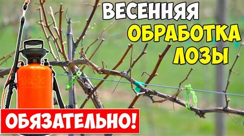 Эффективные методы контроля вредоносных организмов и защиты от болезней ветвей культуры винограда