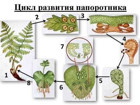  Анатомическая организация месторасположения спорангиев у растений
