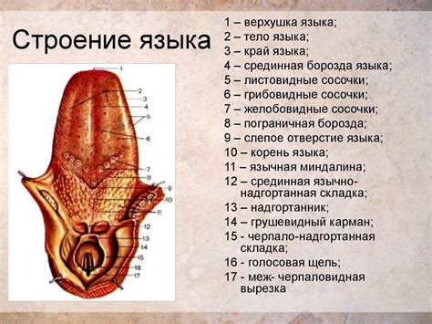  Анатомическое строение и функции мочепузыря 
