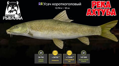  Варианты для успешной добычи ахтуба на Русской рыбалке 3 