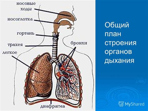  Влияние Флюифорта и Амбробена на органы дыхательной системы
