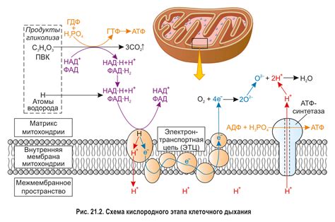  Влияние обмена газами на клеточное дыхание 