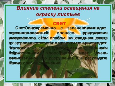  Влияние хлорофилла на окраску и жизнеспособность растений 