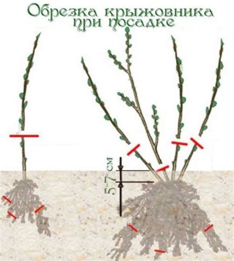  Возможные проблемы при совместной посадке крыжовника и вишни 