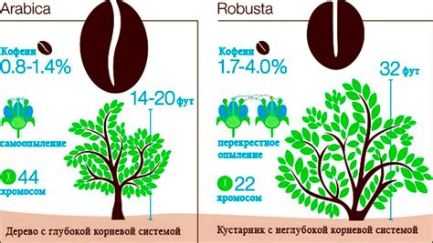  География произрастания растений, которые дарят вкусные фрукты 