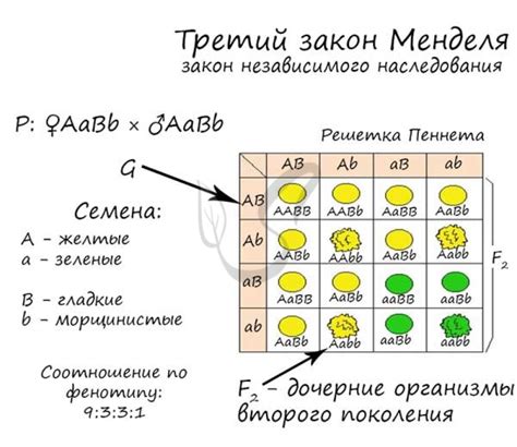  Наследование отдельных генов и первый принцип Грегора Менделя 