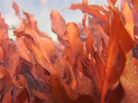  Открытие: красные водоросли обнаружены в глубинах океанов 