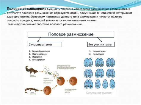  Различия и параллели в процессе размножения 