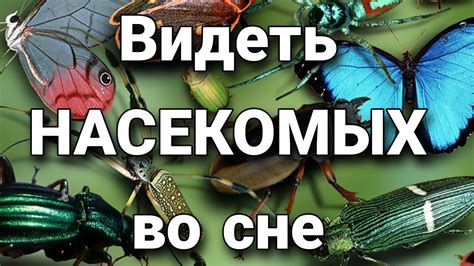  Различные интерпретации снов о насекомых, присосавшихся к человеку 