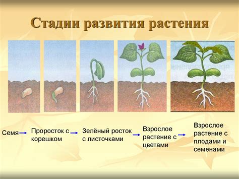  Размножение и пересадка: необходимые шаги для успешного развития растения
