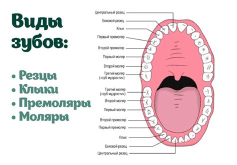  Разнообразие направлений в стоматологии: от восстановления зубов до работы с лицевыми травмами 