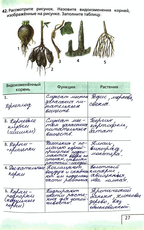  Разнообразные виды любани и их особенности