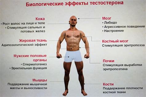  Симптомы и признаки низкого уровня активности ритмической активности у питомцев 