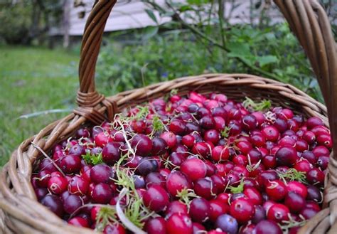  Туристические маршруты с поиском и сбором клюквы в уральском крае 