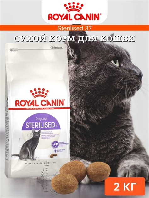 Аллергия на сухой корм для кошек