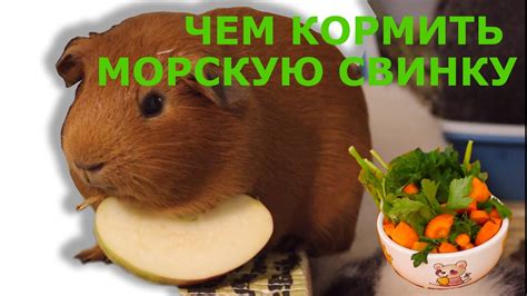 Альтернативные варианты питания морских свинок