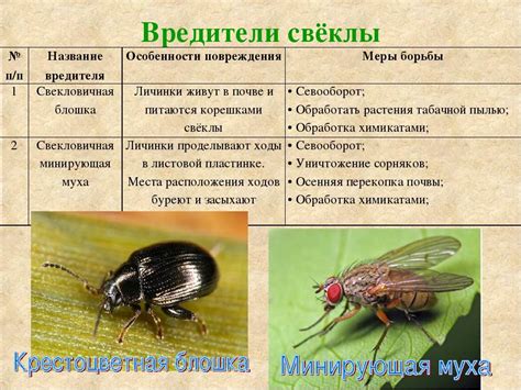 Альтернативные методы борьбы с насекомыми