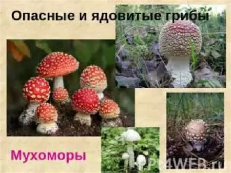 Альтернативные методы сбора грибов
