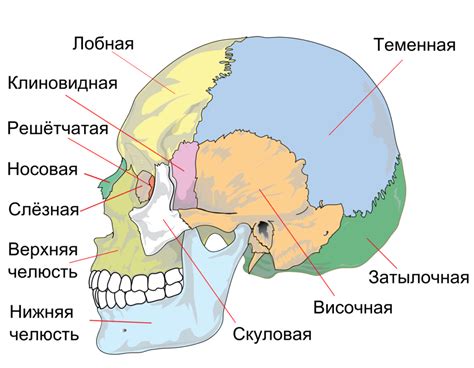 Анатомические основы костей в языке