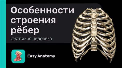 Анатомические факты о ребрах у человека