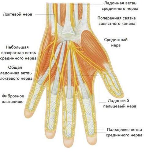 Анатомия руки и ее сопротивляемость