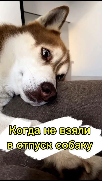 Безопасность и комфорт для собаки
