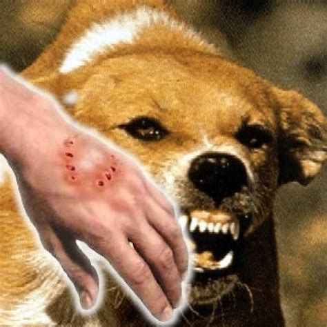 Бешенство: собаки и угроза жизни