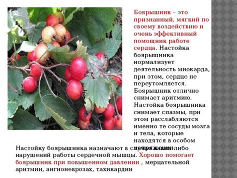 Боярышник при повышенном давлении