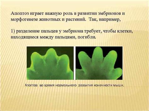 Важная роль эмбрионов