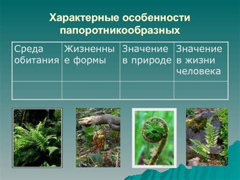 Важное значение папоротников в биологическом сообществе