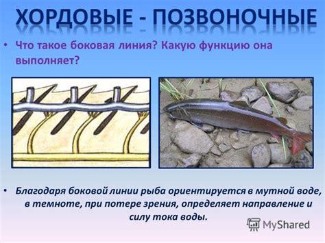Важность боковой линии для поведения рыб