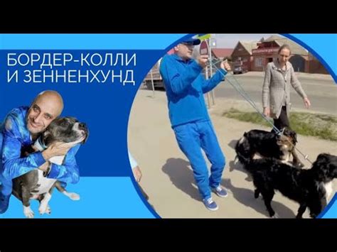 Важность обучения и понимания нужд собаки