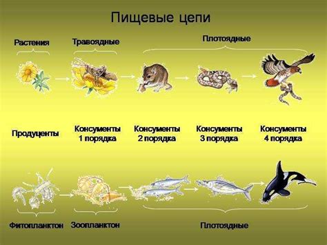 Важность папоротников в пищевой цепи
