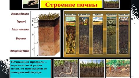 Важность почвы для жизни на планете