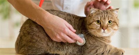 Важные аспекты кормления кастрированного кота