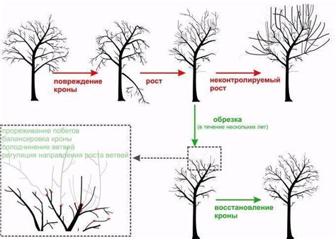 Важные моменты при обрезке облепихи осенью