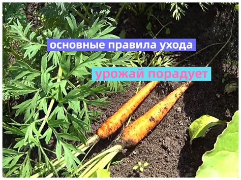 Важные нюансы ухода за морковью