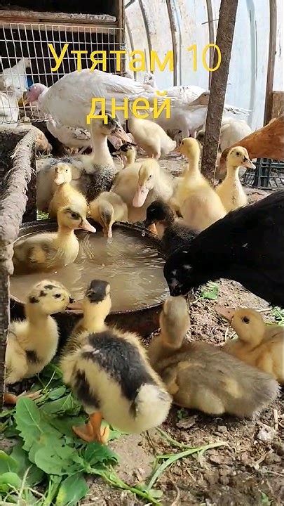 Весомые аргументы в поддержку подачи воды утятам