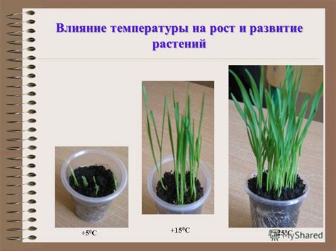 Взаимное полезное влияние на рост