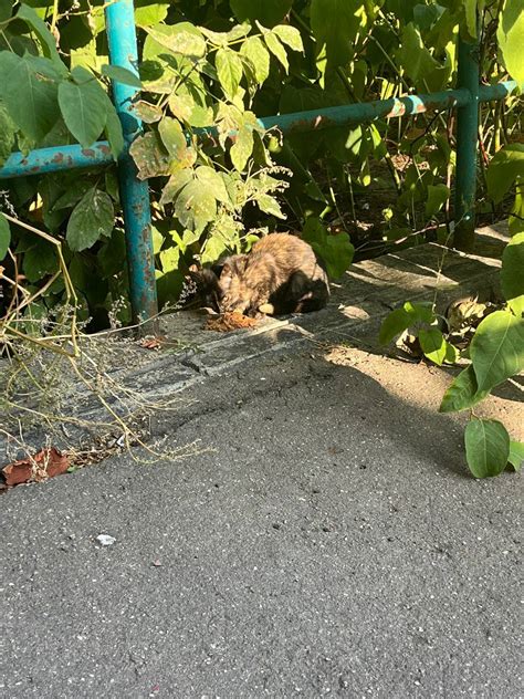 Взятие котенка с улицы: основные моменты