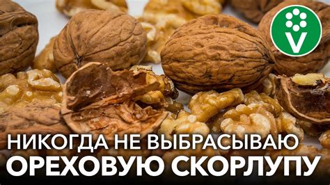 Витамины и минералы в скорлупе грецкого ореха