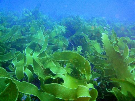 Влияние аквариумных водорослей на организм кур
