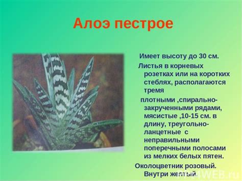 Влияние алоэ на ухо ребенка: преимущества и возможные риски