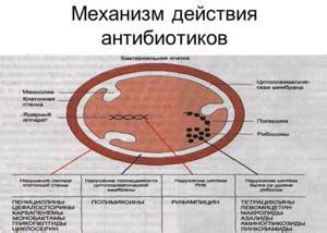 Влияние антибиотиков на температуру организма