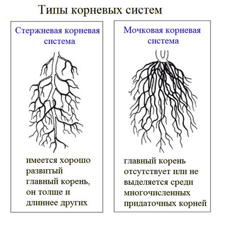 Влияние главного корня на функции организма