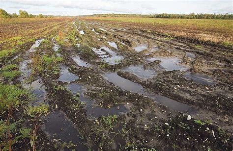 Влияние горчицы на структуру почвы