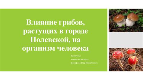Влияние грибов мицелия на экологию и биоразнообразие